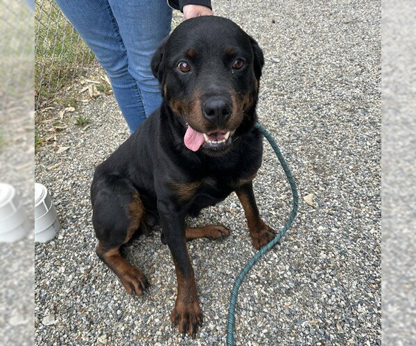 Medium Photo #1 Rottweiler Puppy For Sale in Palmetto, FL, USA
