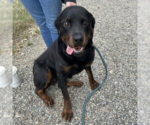 Rottweiler Dogs for adoption in Palmetto, FL, USA