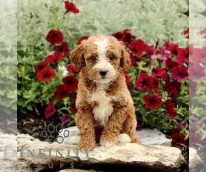Goldendoodle (Miniature) Puppy for sale in LITITZ, PA, USA
