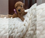 Small #14 Golden Retriever