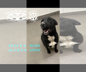 Labrador Retriever-Unknown Mix Dogs for adoption in San Diego, CA, USA