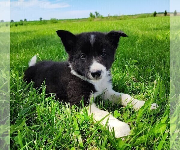 Medium Photo #4 Border Collie Puppy For Sale in NORBORNE, MO, USA