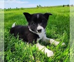 Small #3 Border Collie