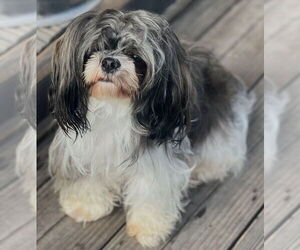Shih Tzu Dogs for adoption in Dana Point, CA, USA