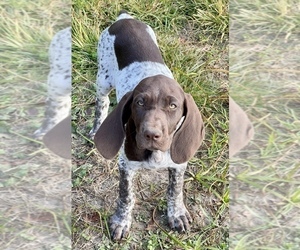 German Shorthaired Pointer Puppy for sale in WARSAW, NC, USA