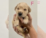 Small #1 Golden Retriever