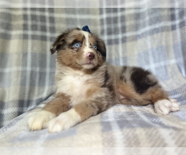 Medium Photo #3 Miniature Australian Shepherd Puppy For Sale in LAKELAND, FL, USA
