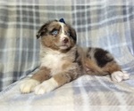 Small #2 Miniature Australian Shepherd