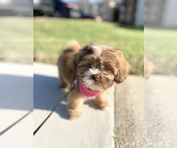 Medium Photo #1 Lhasa Apso Puppy For Sale in CLOVERLY, MD, USA
