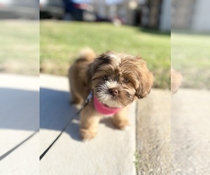 Lhasa Apso Puppy for sale in CLOVERLY, MD, USA