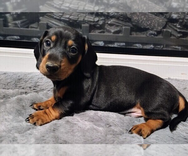 Medium Photo #23 Dachshund Puppy For Sale in BON AQUA, TN, USA