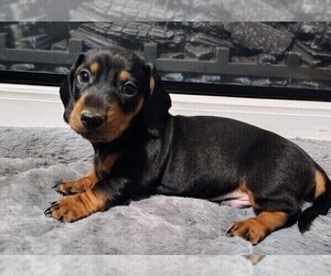 Medium Dachshund