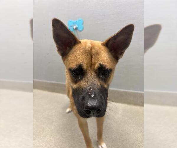 Medium Photo #1 Black Mouth Cur-Unknown Mix Puppy For Sale in Las Vegas, NV, USA