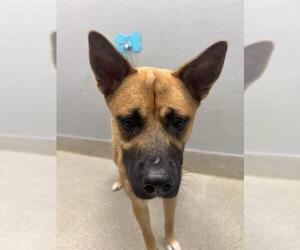 Black Mouth Cur-Unknown Mix Dogs for adoption in Las Vegas, NV, USA