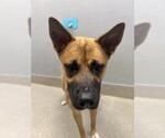 Small Black Mouth Cur Mix