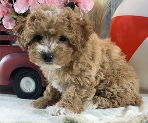 Poodle (Toy) Puppy for sale in CANOGA, NY, USA