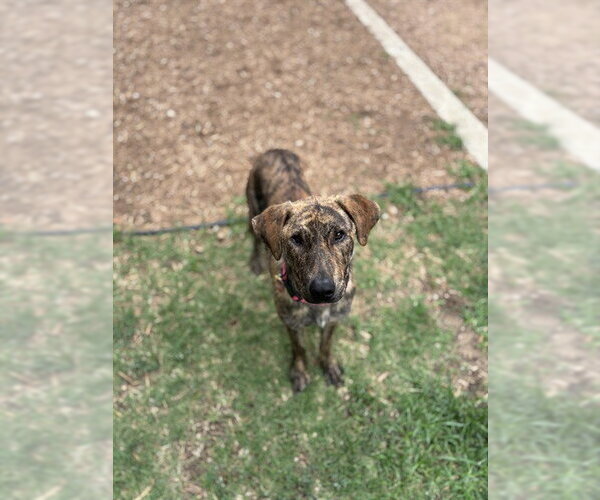 Medium Photo #1 Plott Hound-Unknown Mix Puppy For Sale in Plano, TX, USA
