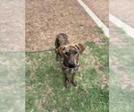 Small Plott Hound Mix