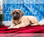 Puppy Spike Mastiff