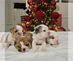 Small English Bulldog
