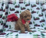 Small Photo #7 Cock-A-Poo Puppy For Sale in LAKELAND, FL, USA