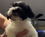 Small #4 Schnauzer (Miniature)