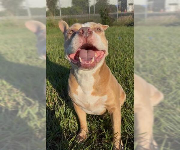 Medium Photo #1 American Bulldog-Unknown Mix Puppy For Sale in Rosenberg, TX, USA