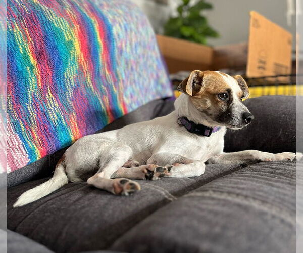 Medium Photo #1 Mutt Puppy For Sale in oakland, FL, USA