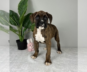 American Bulldog Puppy for sale in FRANKLIN, IN, USA