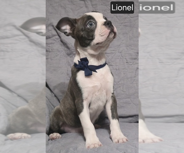 Medium Photo #8 Boston Terrier Puppy For Sale in MINERAL WELLS, WV, USA