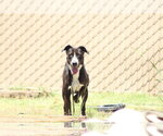 Small Mutt