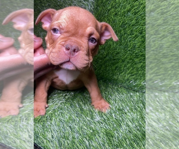 Medium Photo #1 American Bully Puppy For Sale in ROGERS PARK, IL, USA