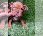 Small Photo #1 American Bully Puppy For Sale in ROGERS PARK, IL, USA