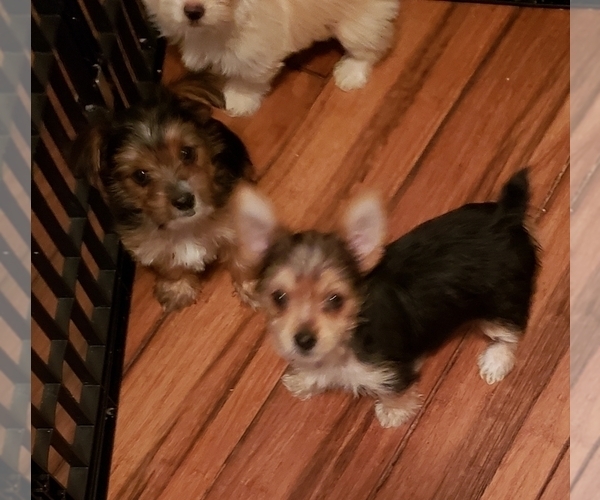 Medium Photo #2 Yoranian-Yorkshire Terrier Mix Puppy For Sale in HUDDLESTON, VA, USA