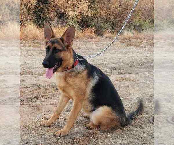 Medium Photo #5 German Shepherd Dog Puppy For Sale in SACRAMENTO, CA, USA