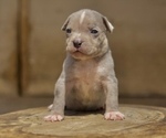 Puppy 6 American Bully