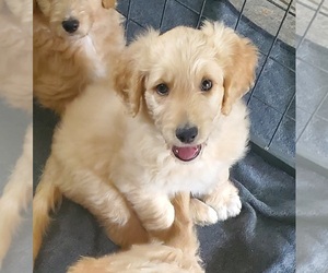 Goldendoodle Puppy for sale in COLUMBIANA, OH, USA