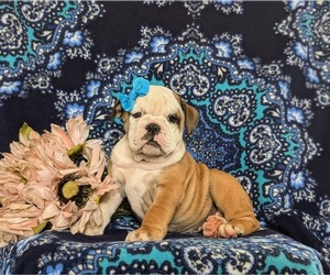 English Bulldog Puppy for sale in COCHRANVILLE, PA, USA