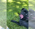Small #1 Pug Mix