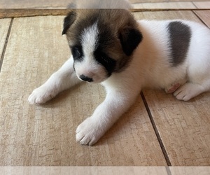 Akita Puppy for Sale in BENNETT, Wisconsin USA