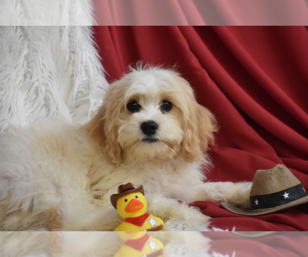 Medium Photo #3 Cavachon Puppy For Sale in ELDORADO, OH, USA