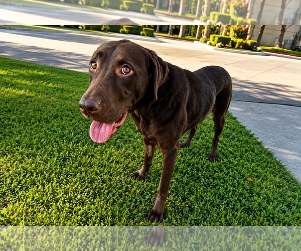 Medium Photo #2 Labrador Retriever Puppy For Sale in Clovis, CA, USA