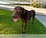Small #1 Labrador Retriever