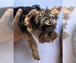 Small #1 Mutt