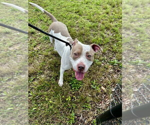 Mutt Dogs for adoption in Glen Allen, VA, USA