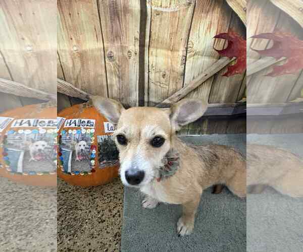 Medium Photo #3 Chiweenie Puppy For Sale in Mukwonago, WI, USA