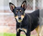 Small #1 German Shepherd Dog