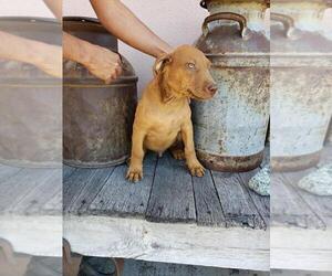 Doberman Pinscher Puppy for sale in CASTLE ROCK, CO, USA