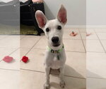 Small #4 white german shepherd Mix