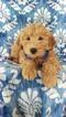 Small Photo #6 Goldendoodle Puppy For Sale in EDEN, PA, USA